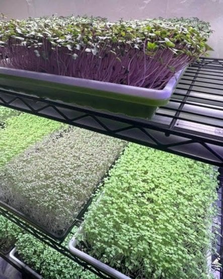 Skyward+Microgreens+-+B2D18 Close-up view of microgreens growing on shelves, featuring vibrant purple and green varieties, showcasing their healthy growth in a controlled indoor environment. Ideal for urban gardening and sustainable food practices.