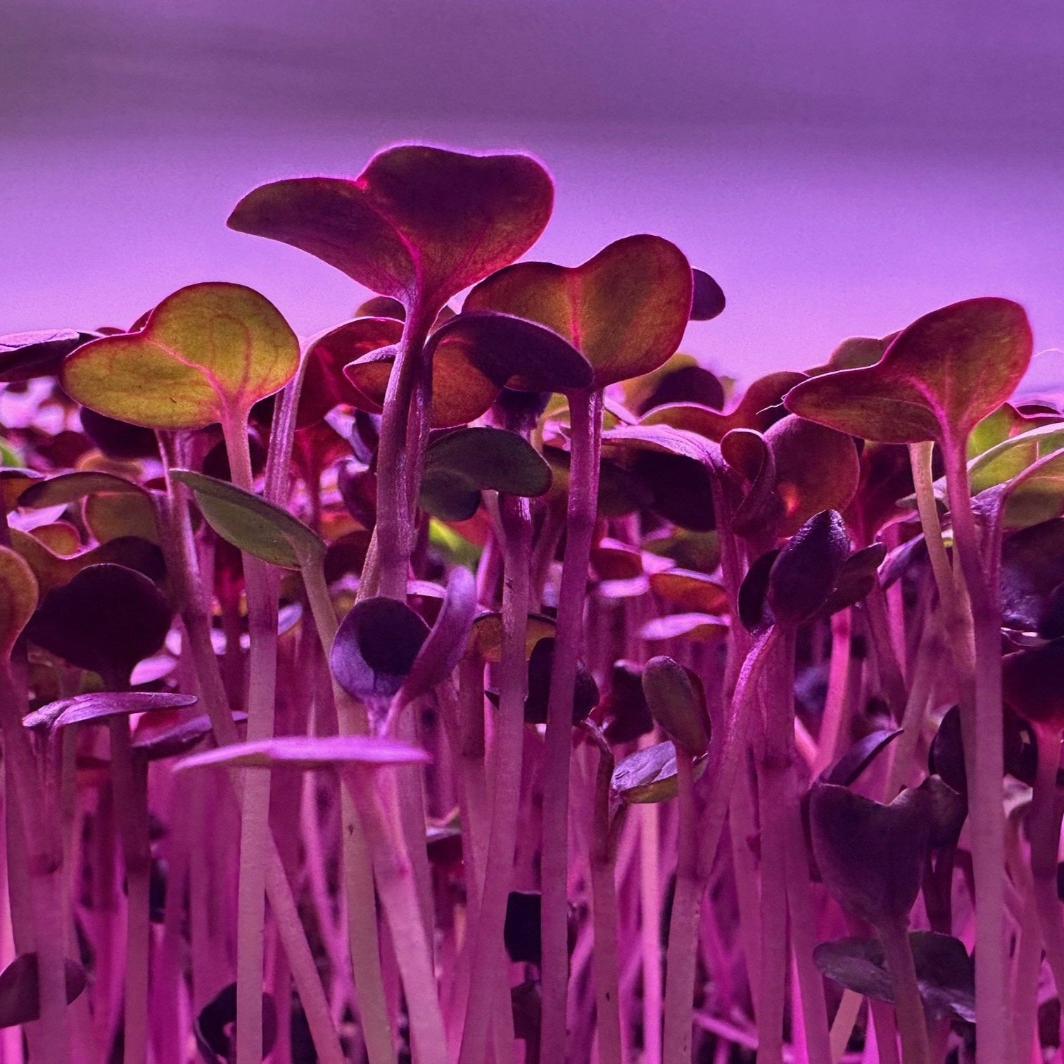 Close-up view of vibrant microgreens growing under purple LED lights, showcasing their delicate leaves and stems, highlighting indoor gardening and hydroponic cultivation techniques.