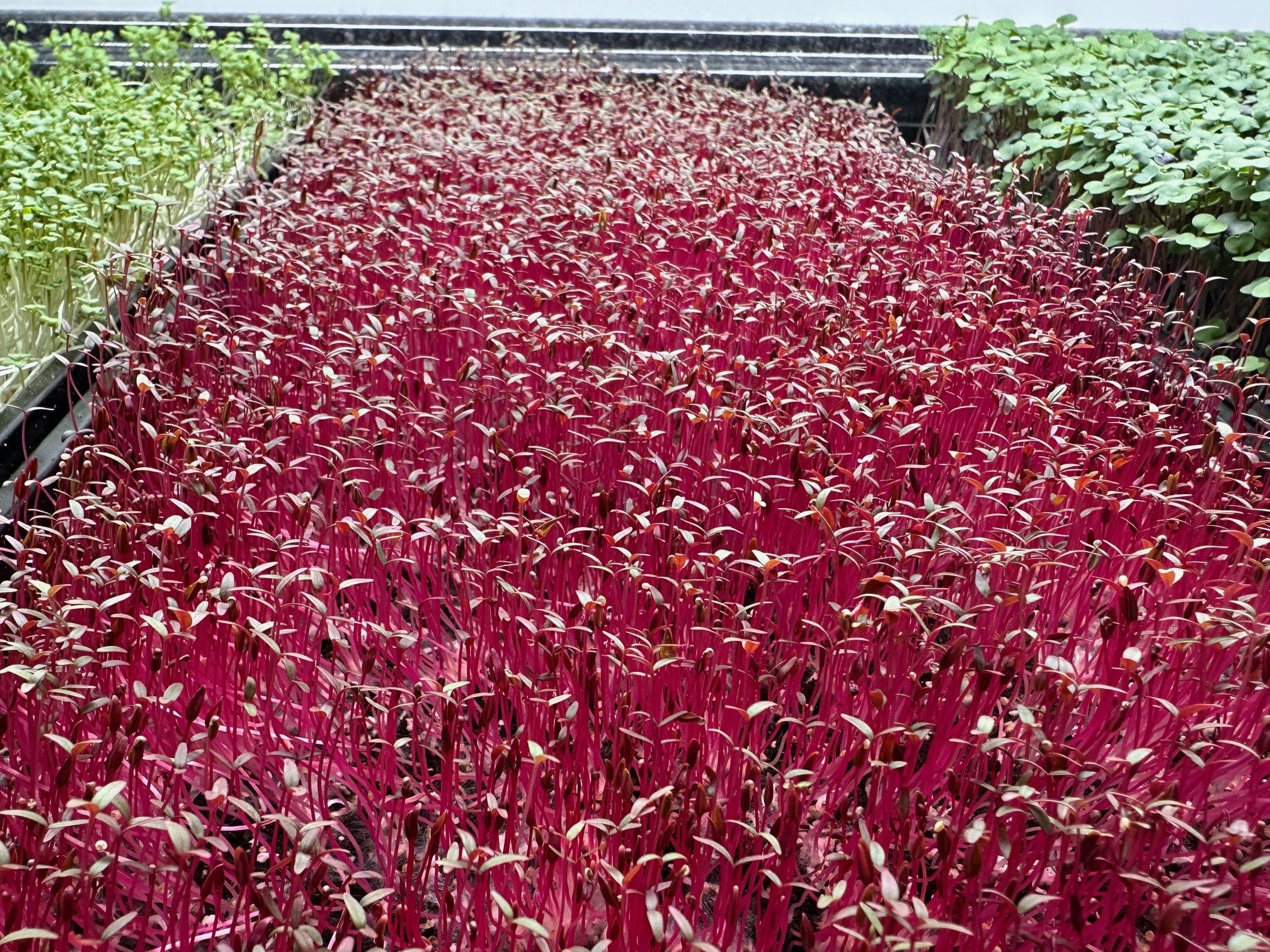 Vibrant microgreens in various stages of growth, featuring a dense field of pink-hued sprouts alongside green varieties, showcasing the diversity of edible plants in a greenhouse setting.